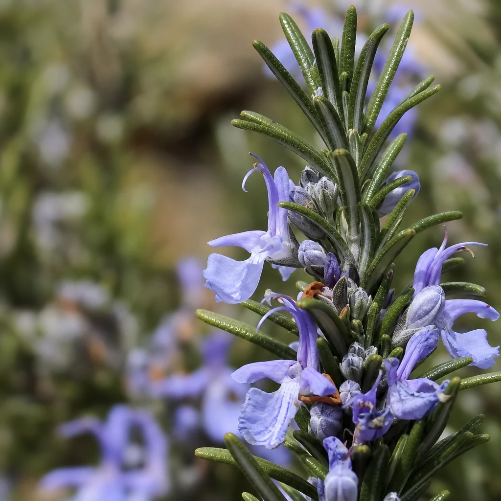 Salvia rosmarinus - Rosemary