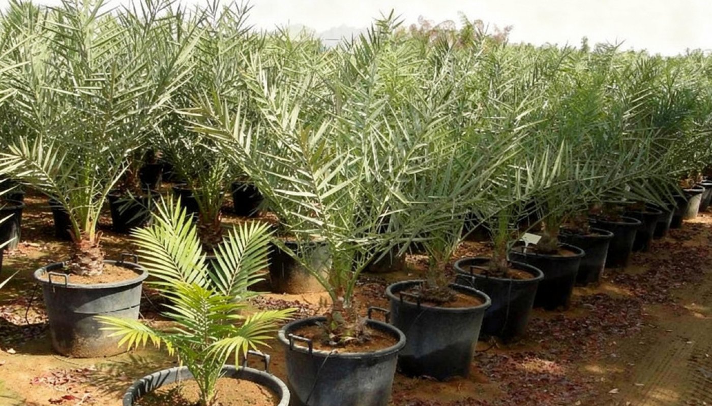Phoenix dactylifera, Baumschule