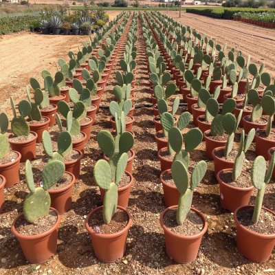 Opuntia ficus-indica 