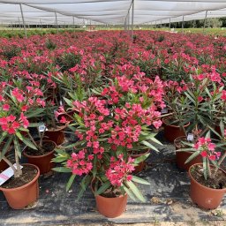 Oleander (Nerium oleander) in 5L container, 50cm total height, nursery-grown in Alicante
