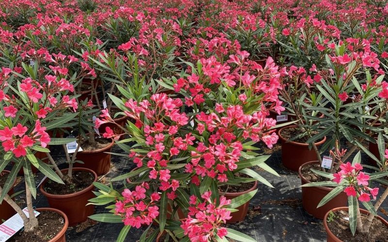 Mediterranean Shrubs