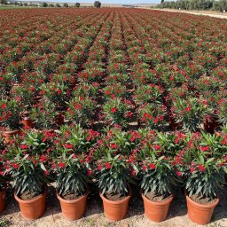Oleander (Nerium oleander) in 10L container, 80cm total height, nursery-grown in Alicante