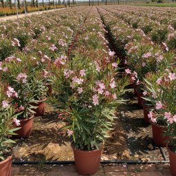 Oleander (Nerium oleander) in 20L container, 120cm total height, nursery-grown in Alicante