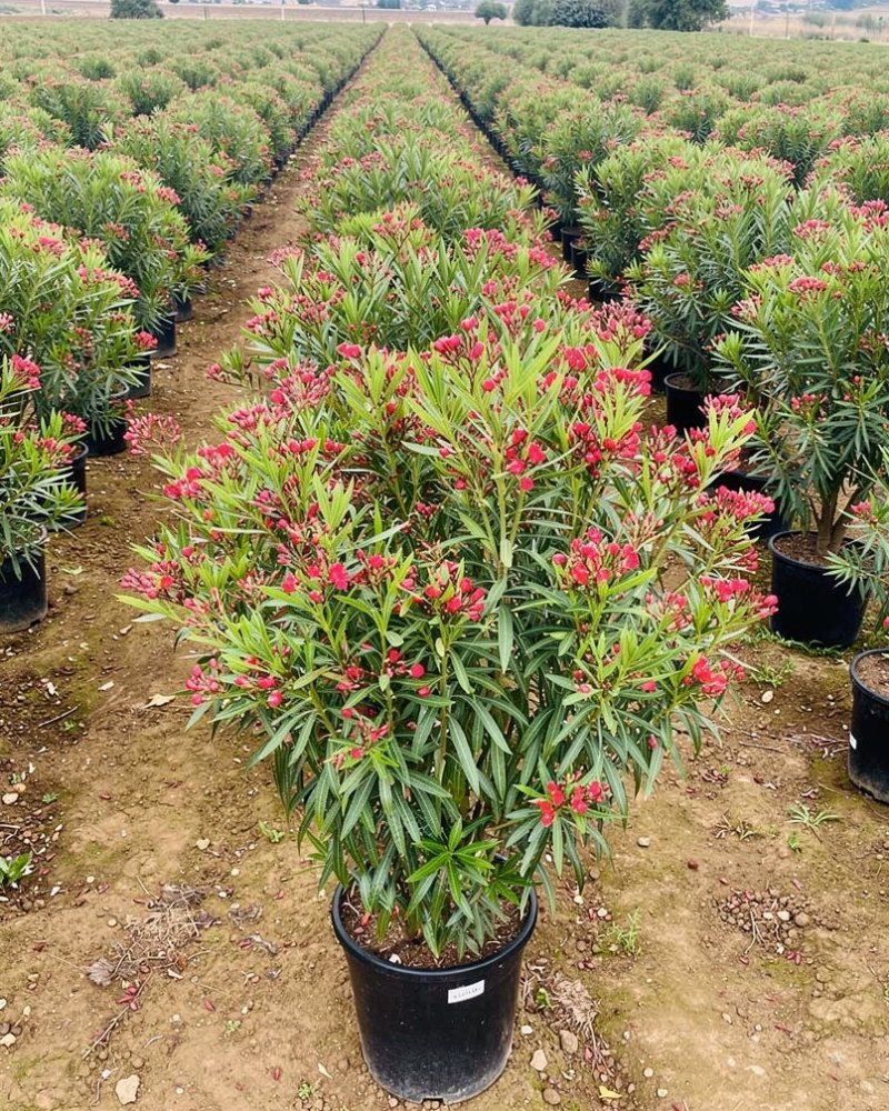 Nerium oleander - Mediterranean Nursery Quality in Alicante