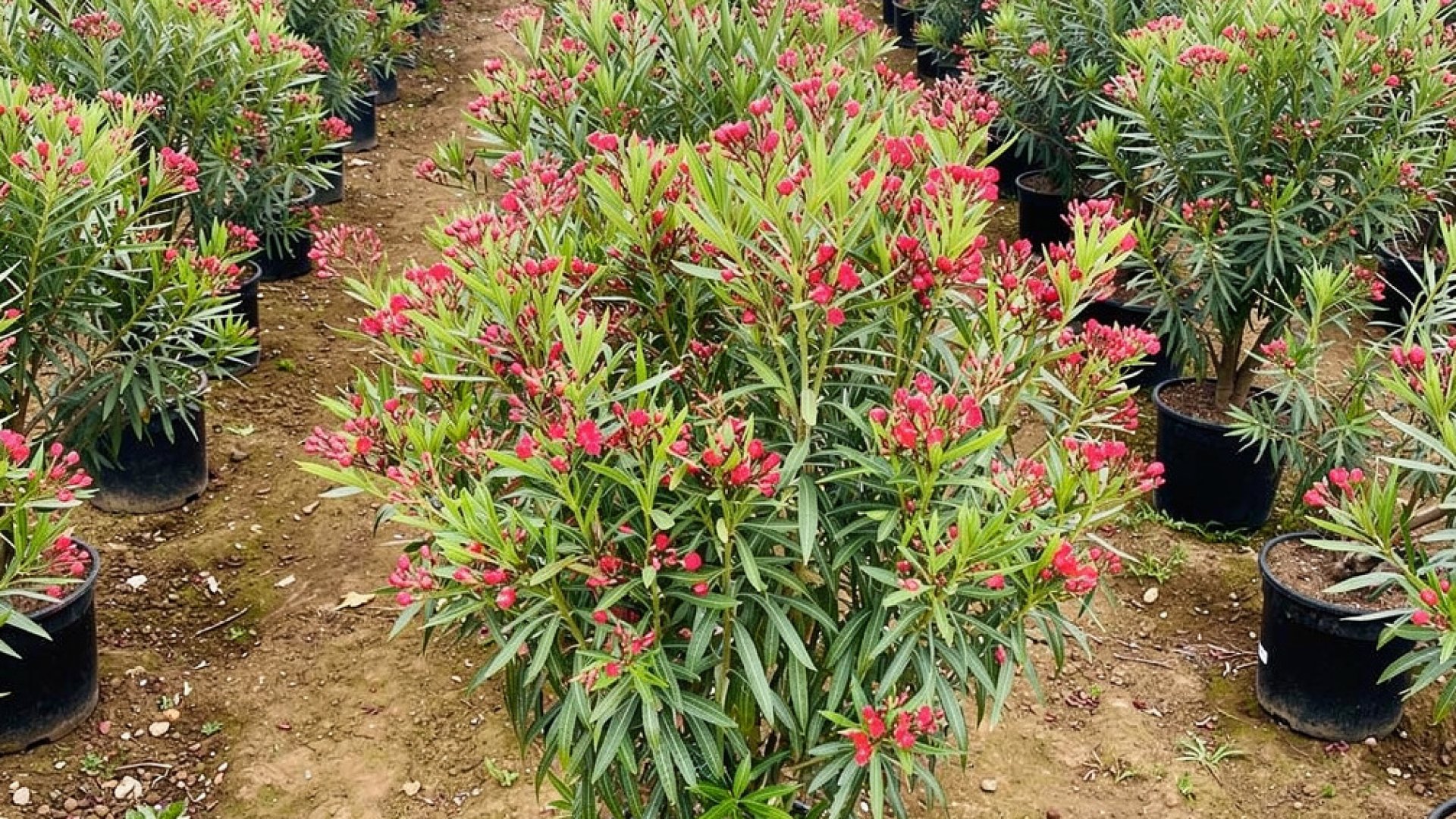 Nerium oleander nursery-grown in Alicante