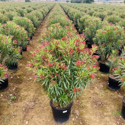 Oleander (Nerium oleander) in 45L container, 170cm total height, nursery-grown in Alicante