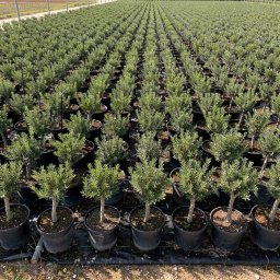 Mastic Tree (Pistacia lentiscus) in 3L container, 30cm total height, nursery-grown in Alicante