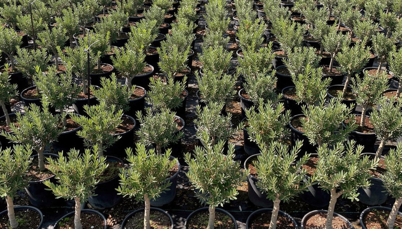 Pistacia lentiscus, Import