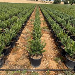Mastic Tree (Pistacia lentiscus) in 7L container, 55cm total height, nursery-grown in Alicante