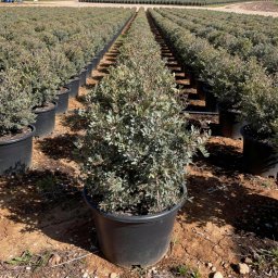 Mastic Tree (Pistacia lentiscus) in 15L container, 90cm total height, nursery-grown in Alicante