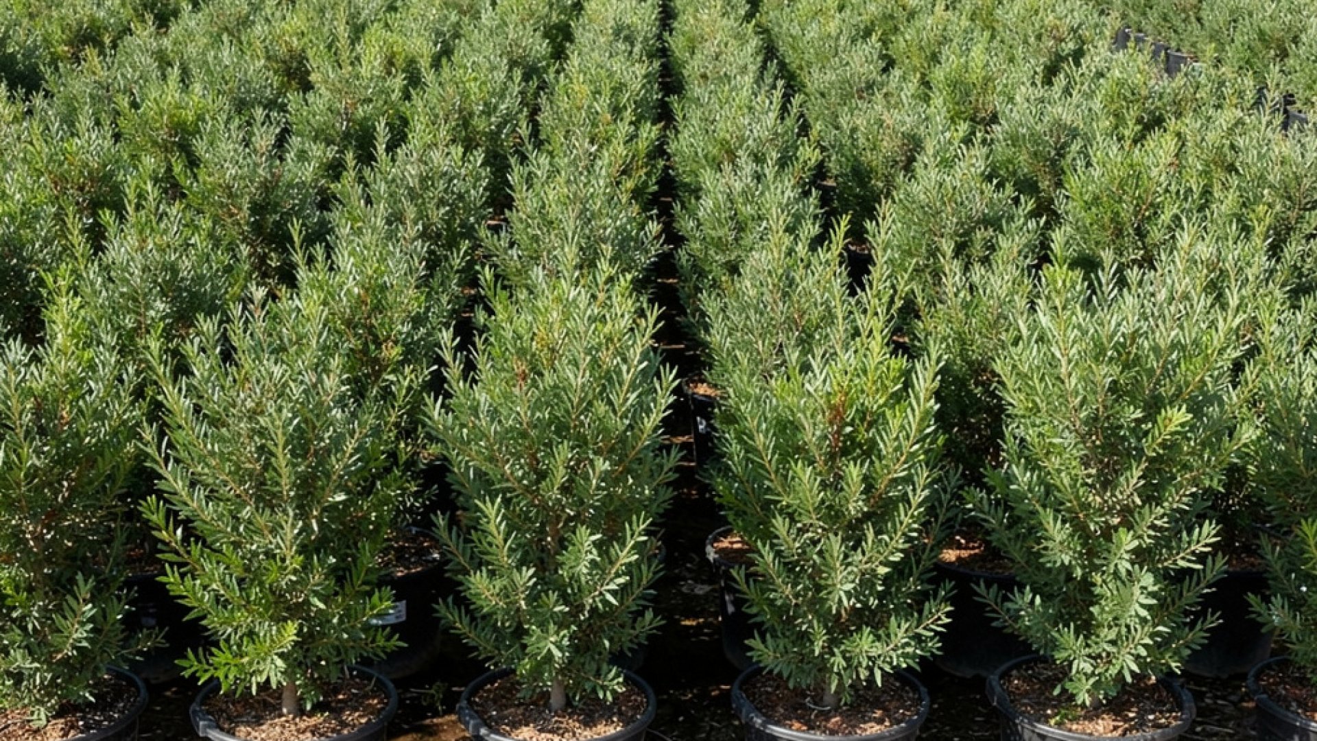 Pistacia lentiscus nursery-grown in Alicante