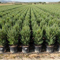 Mastic Tree (Pistacia lentiscus) in 30L container, 130cm total height, nursery-grown in Alicante