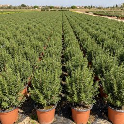 Rosemary (Rosmarinus officinalis) in 7L container, 55cm total height, nursery-grown in Alicante