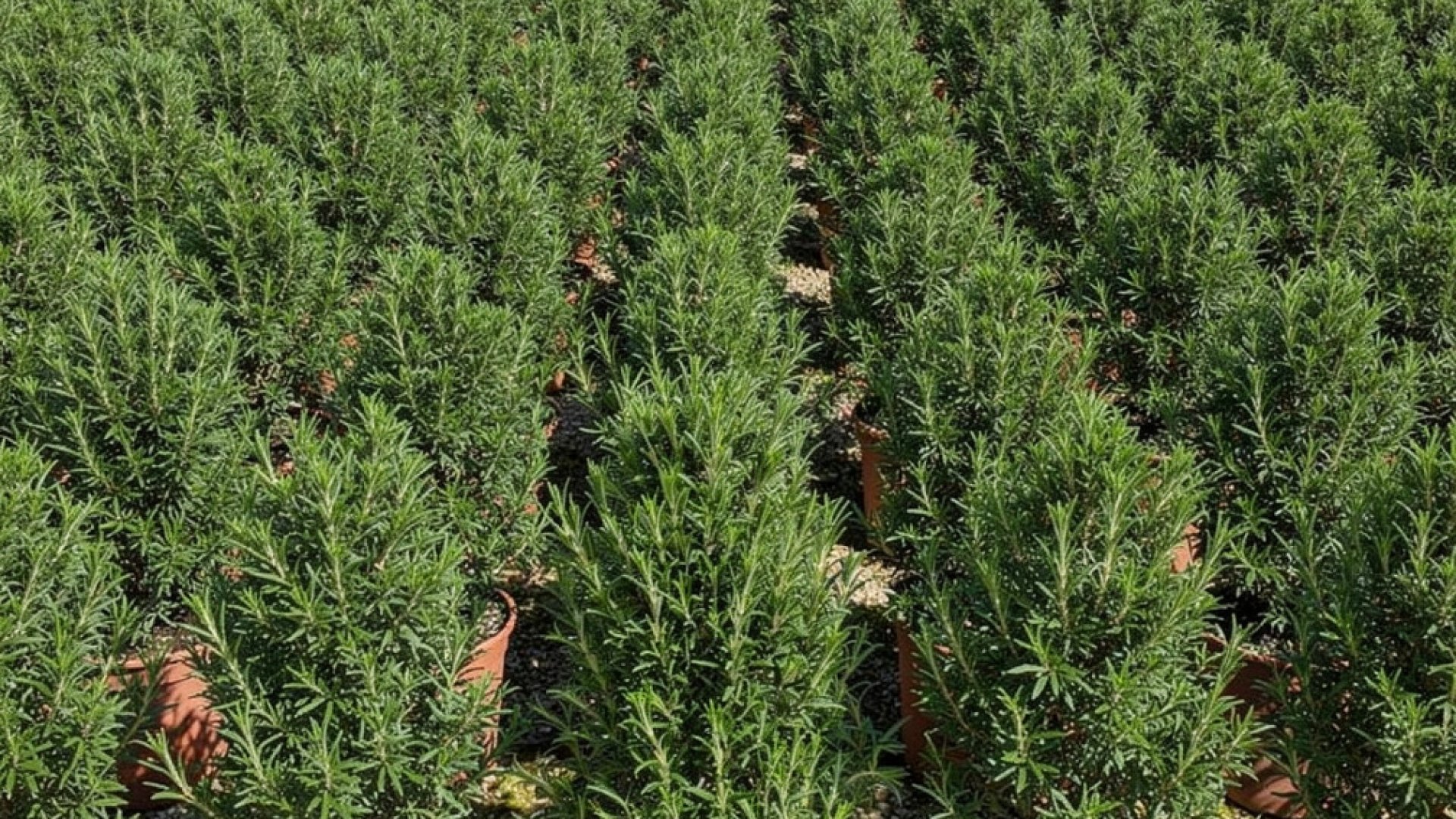 Rosmarinus officinalis nursery-grown in Alicante