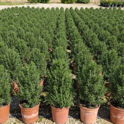 Rosemary (Rosmarinus officinalis) in 15L container, 80cm total height, nursery-grown in Alicante