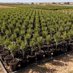 Pomegranate (Punica granatum) in 5L container, 50cm total height, nursery-grown in Alicante