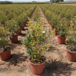 Pomegranate (Punica granatum) in 12L container, 90cm total height, nursery-grown in Alicante