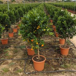 Sweet Orange (Citrus sinensis) in 15L container, 12cm trunk circumference, nursery-grown in Alicante