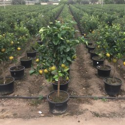 Sweet Orange (Citrus sinensis) in 35L container, 22cm trunk circumference, nursery-grown in Alicante
