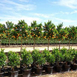 Sweet Orange (Citrus sinensis) in 70L container, 35cm trunk circumference, nursery-grown in Alicante