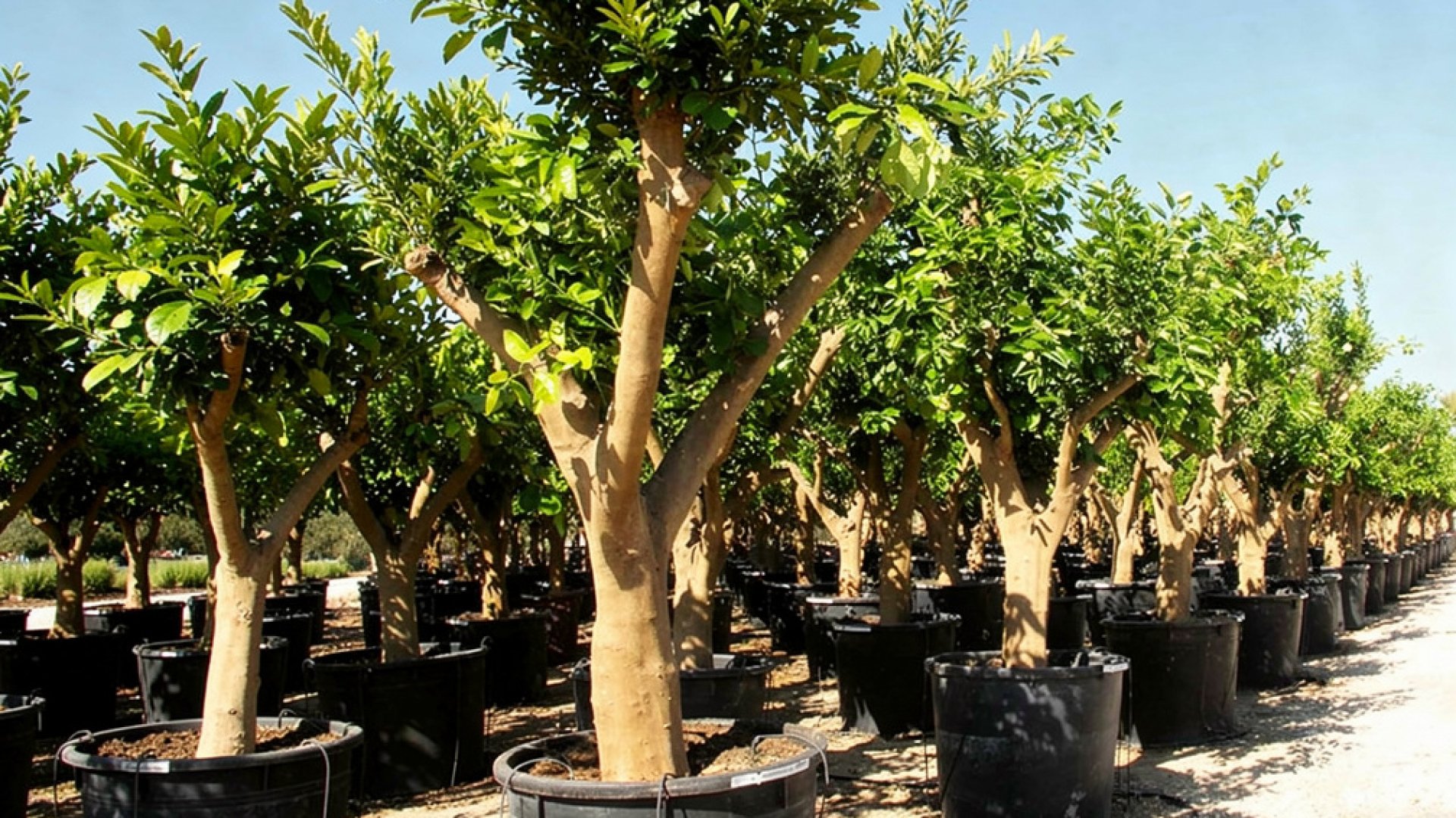 Citrus sinensis nursery-grown in Alicante