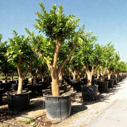 Sweet Orange (Citrus sinensis) in 150L container, 50cm trunk circumference, nursery-grown in Alicante
