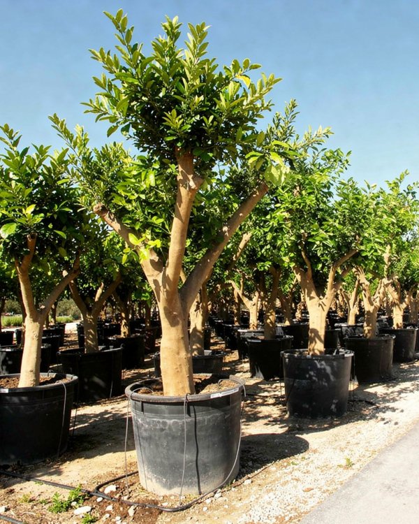 Citrus sinensis nursery-grown in Alicante