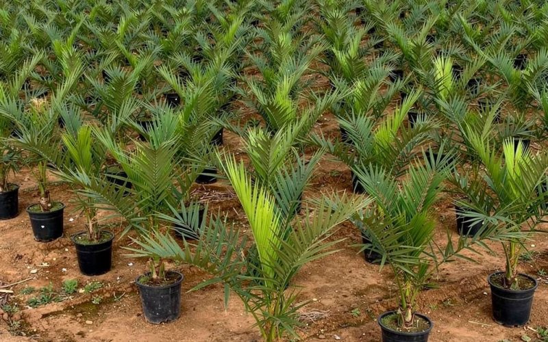 Palm Trees