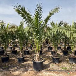 Canary Island Date Palm (Phoenix canariensis) in 250L container, 65cm trunk circumference, nursery-grown in Alicante