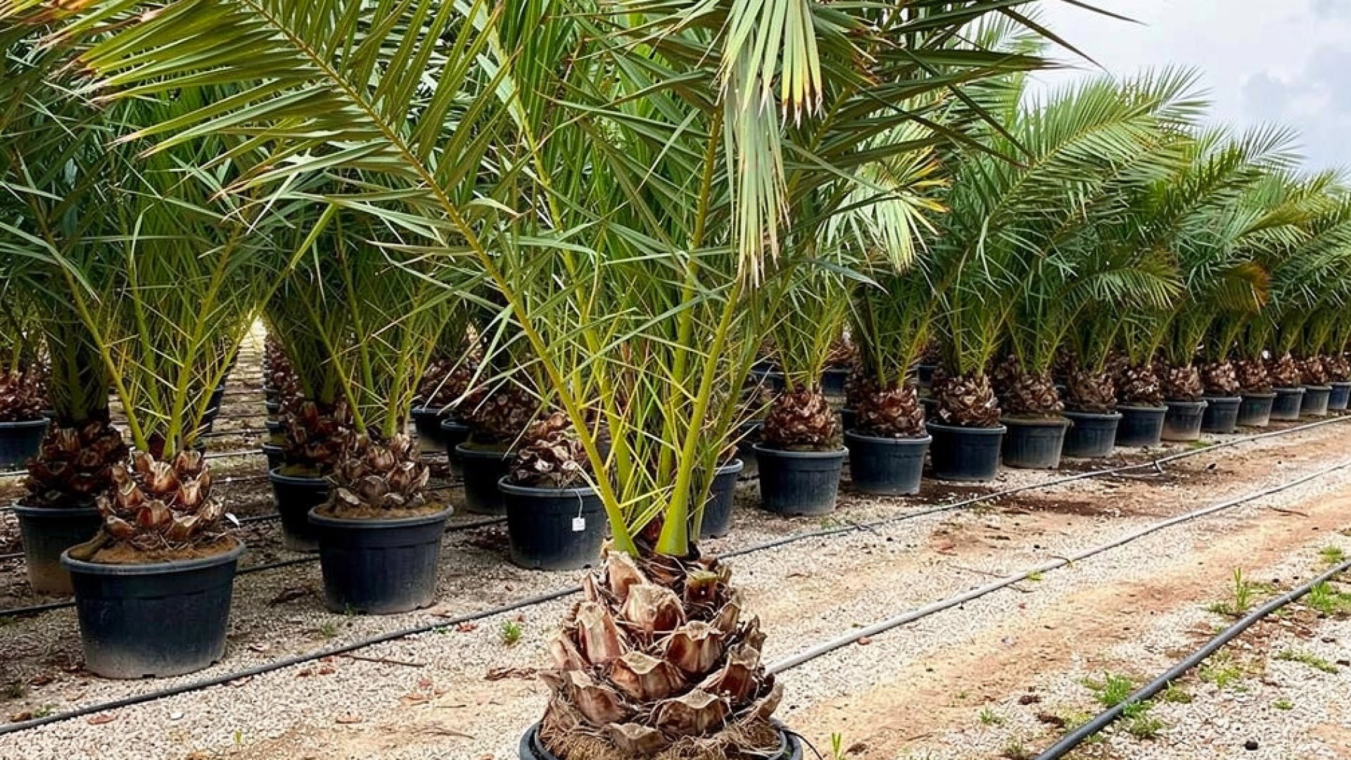 Canary Island Date Palm