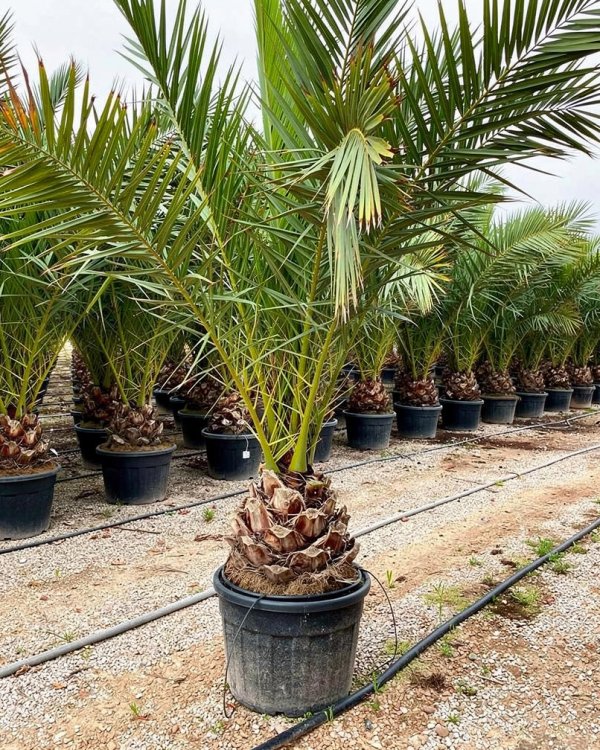 Canary Island Date Palm