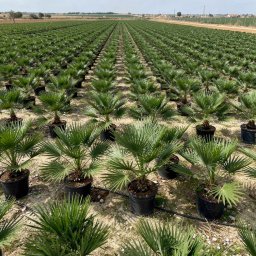 European Fan Palm (Chamaerops humilis) in 10L container, 12cm trunk circumference, nursery-grown in Alicante