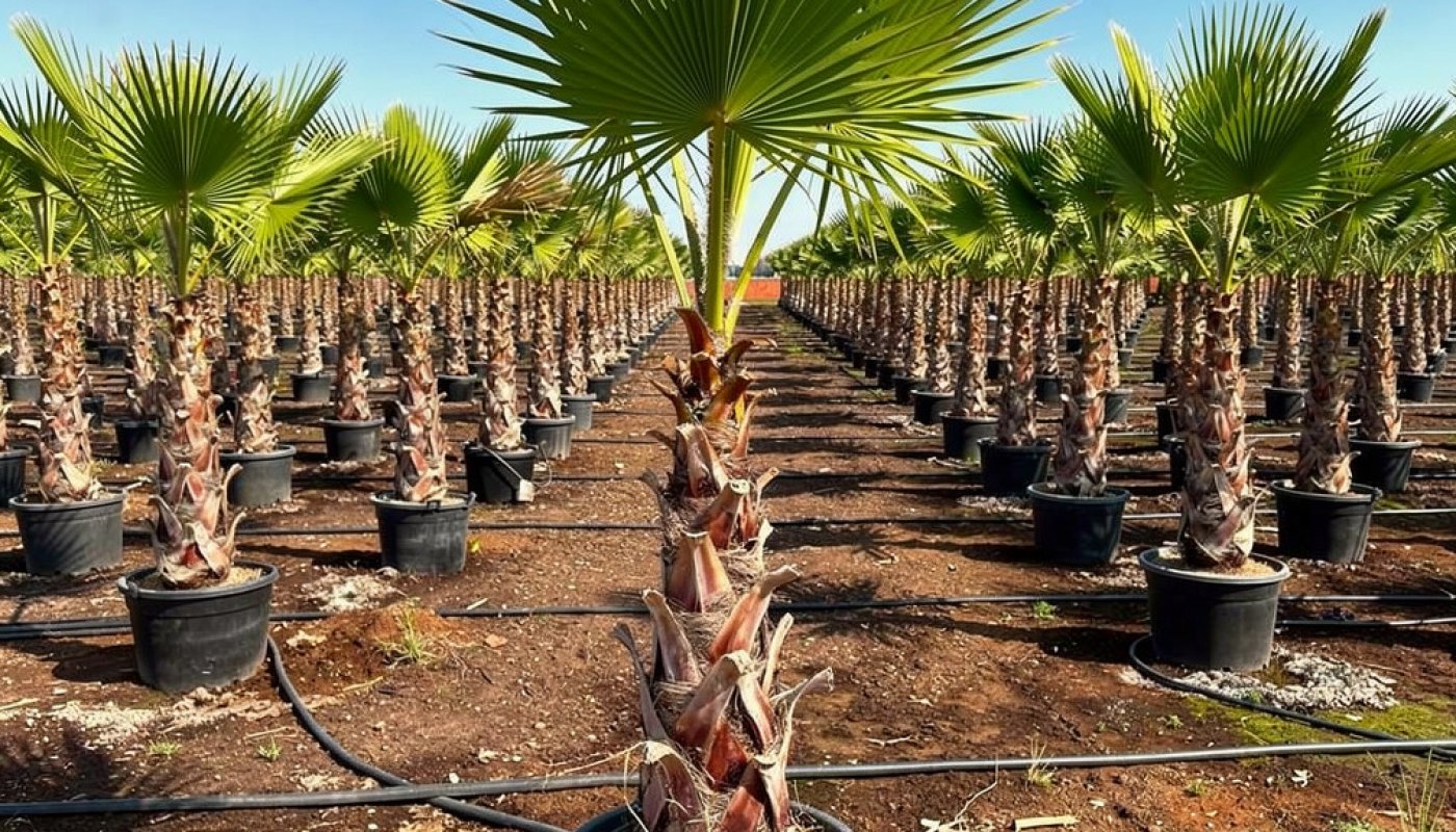Washingtonia robusta, Baumschule