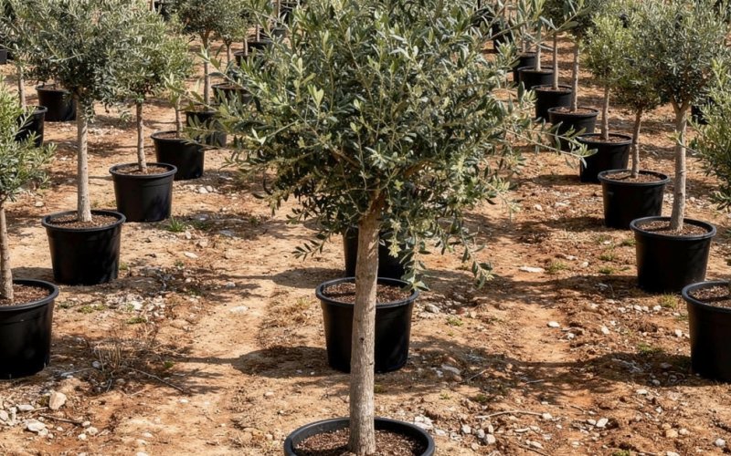 Olives