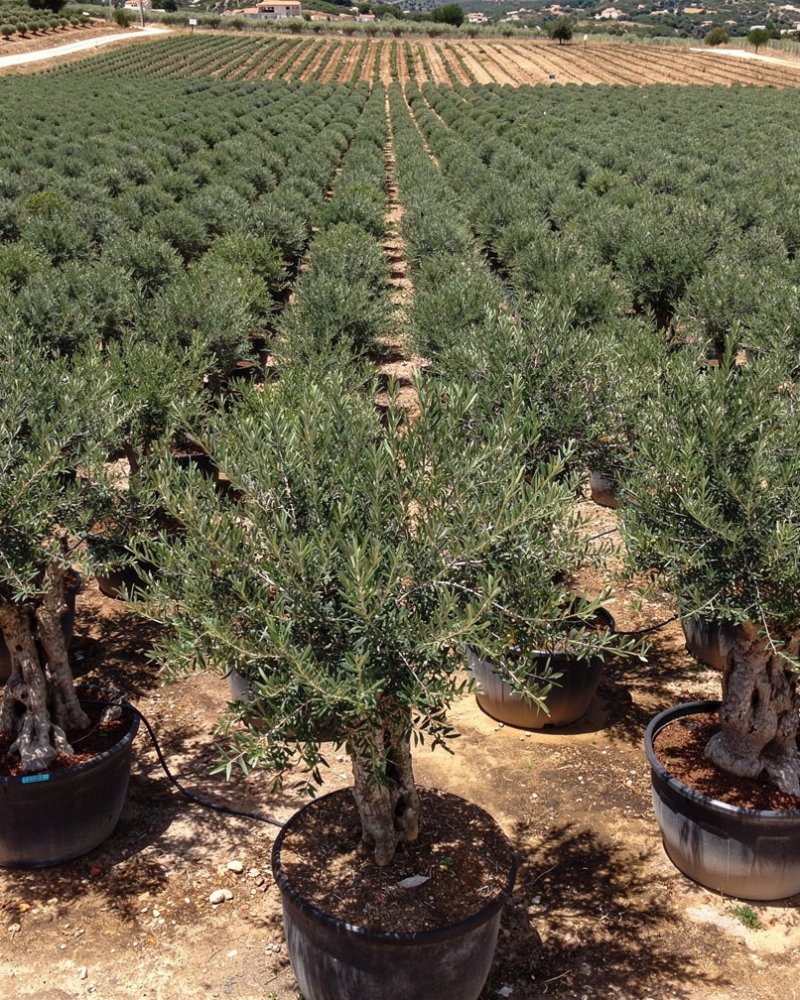 Olive Tree