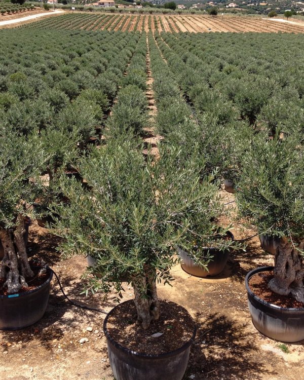 Olive Tree