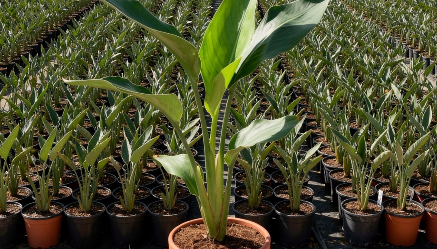 Strelitzia reginae, Baumschule