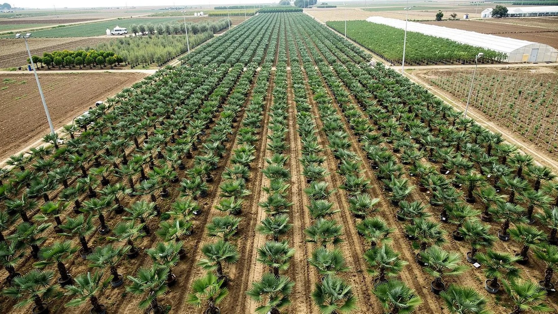 Mediterranean plants