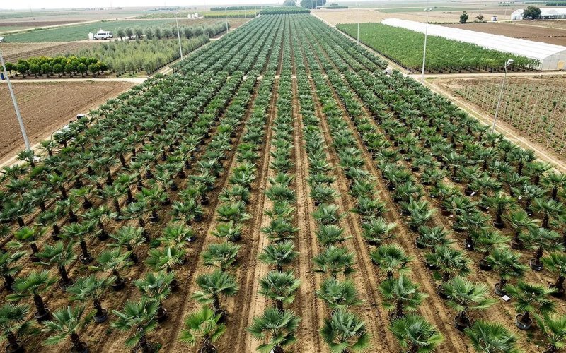 Mediterranean Shrubs