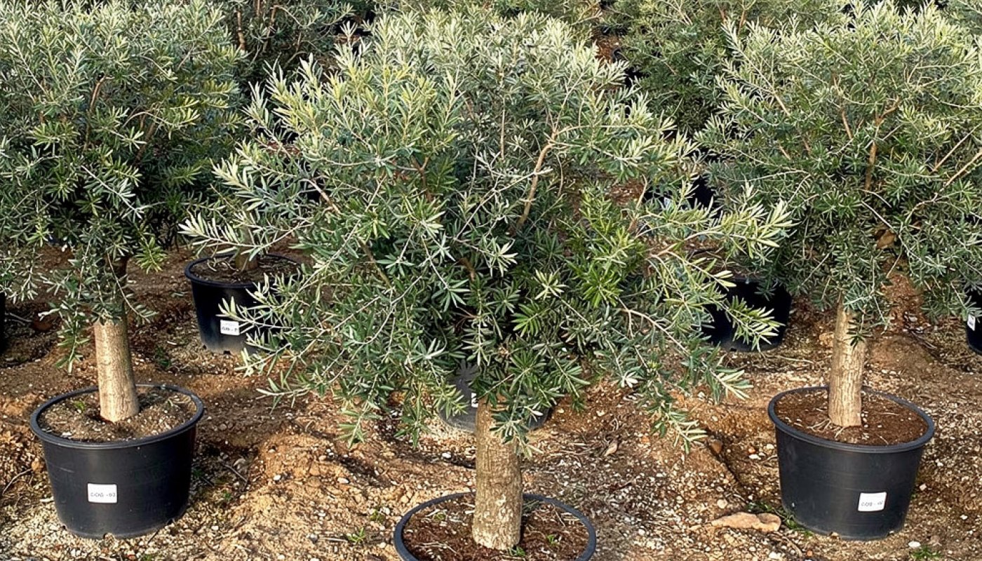 Olea europaea 'Arbequina', Import