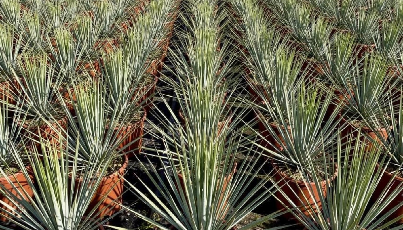 Yucca rostrata, Baumschule