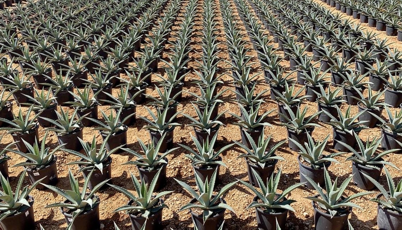 Agave americana, Export
