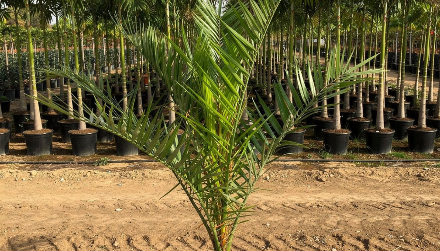 Phoenix canariensis, Baumschule