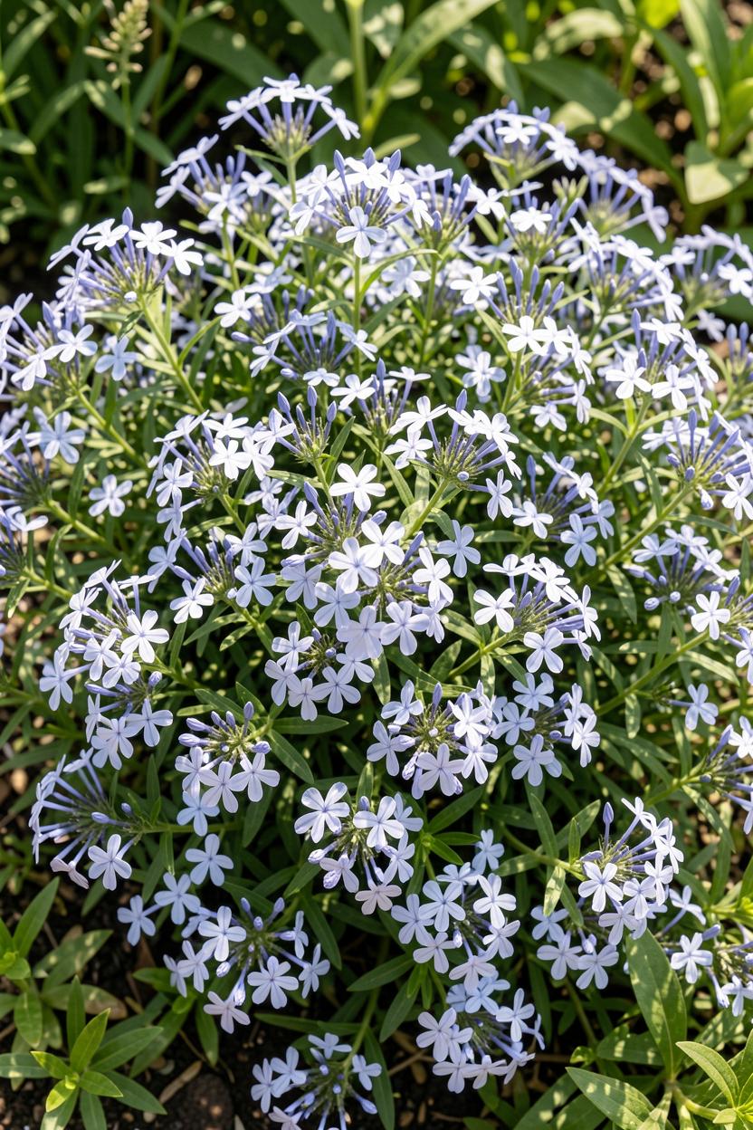 Plumbago auriculata